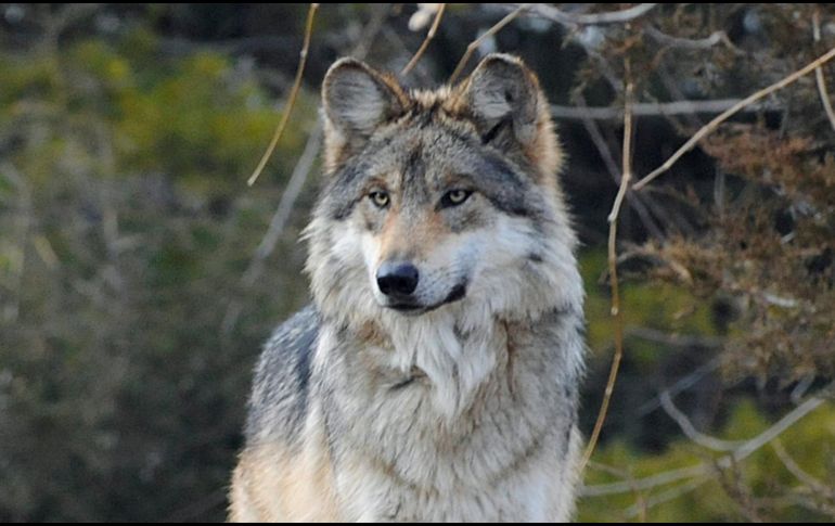 El niño quiso acariciar al lobo al creerlo un perro. AP/Archivo