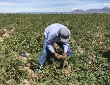 Destacan que utilizarán los recursos recaudados para financiar proyectos del sector agrícola, energía renovable, agua, prevención y control de la contaminación. EFE / ARCHIVO