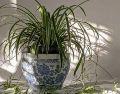 Muchas de las plantas de interior son útiles para refrescar el hogar, por lo que para esta temporada de calor pueden ser además de una forma de decorar los espacios. ESPECIAL / Photo by Susan Wilkinson on Unsplash.