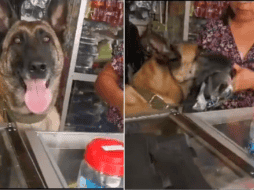 Perrita atiende ferretería y se gana a los clientes. ESPECIAL/TWITTER @Don_Favs