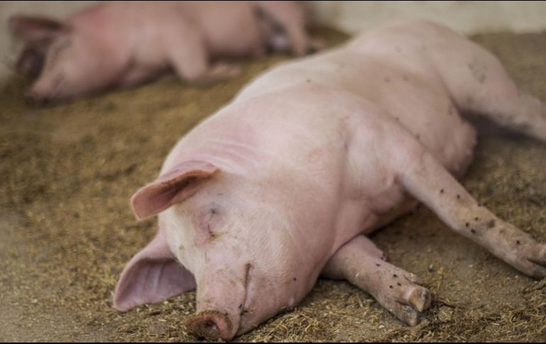 La peste porcina africana tiene una tasa de mortandad de casi el 100%. EL INFORMADOR/ARCHIVO
