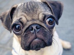 Por su morfología, los perros pug o carlinos pueden padecer dificultades respiratorias, lesiones en los ojos, infecciones cutáneas y obesidad, entre otros trastornos.