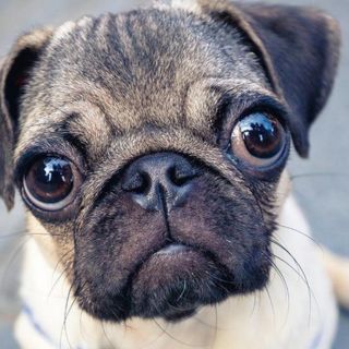 La salud de un pug es tan mala que ya "no se puede considerar un perro típico"