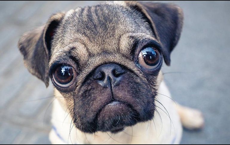 Por su morfología, los perros pug o carlinos pueden padecer dificultades respiratorias, lesiones en los ojos, infecciones cutáneas y obesidad, entre otros trastornos.