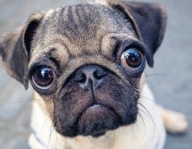 Por su morfología, los perros pug o carlinos pueden padecer dificultades respiratorias, lesiones en los ojos, infecciones cutáneas y obesidad, entre otros trastornos.