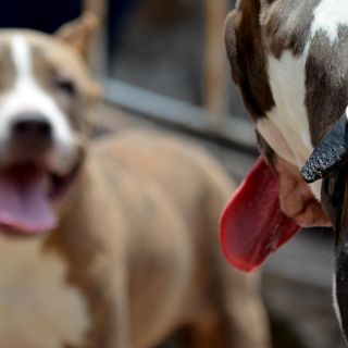 Morena propone 10 años de prisión por peleas caninas