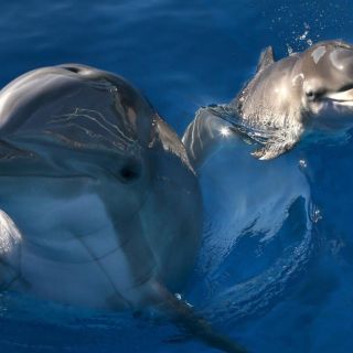 Delfines orinan a sus compañeros para reconocerlos a distancia