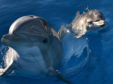 Los delfines son capaces de reconocerse por sus "chillidos" incluso hasta después de 20 años. AFP/ARCHIVO