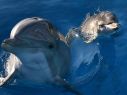 Los delfines son capaces de reconocerse por sus 