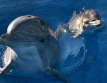 Los delfines son capaces de reconocerse por sus 