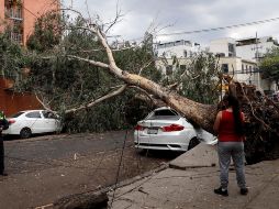 La Secretaría de Gestión Integral de Riesgos (SGIRPC) informó sobre la caída de árboles en alcaldías como Gustavo A. Madero, Xochimilco, Venustiano Carranza, Cuauhtémoc, Iztapalapa y Azcapotzalco. EFE / I. Esquivel
