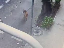 Los comentarios desaprobatorios por el abandono de la mascota no se hicieron esperar, y manifestaron su preocupación por el bienestar del 