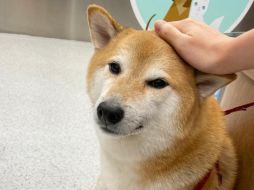 “Balltze” (“Cheems”) tiene 11 años de edad y vive en Hong Kong. INSTAGRAM / @balltze