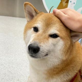 Cheems: El perrito viral de los memes está enfermo; esto sabemos