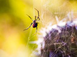 Se espera que el estudio sirva para luchar en el futuro contra plagas agrícolas y médicas, como ácaros o garrapatas, o pesqueras. EL INFORMADOR/ARCHIVO