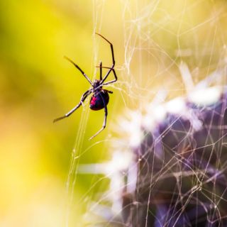 Científicos desarrollan método sencillo para editar el genoma de los insectos