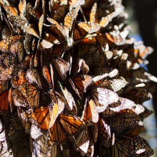 Mariposa monarca: Aumenta 35% la presencia de esta especie en México