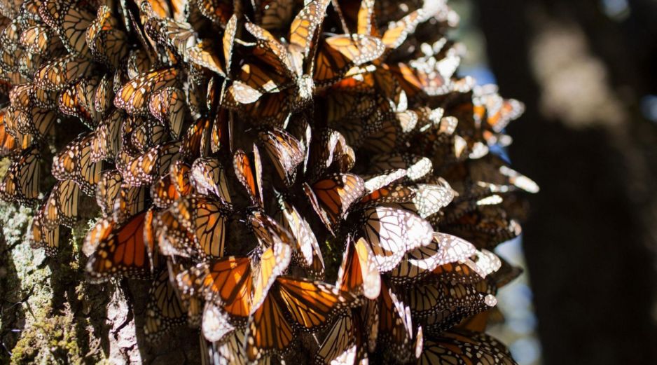 El recuento anual de mariposas no calcula el número individual de mariposas, sino la cantidad de hectáreas que cubren cuando se agrupan en los árboles. EFE/ARCHIVO