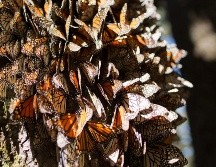 El recuento anual de mariposas no calcula el número individual de mariposas, sino la cantidad de hectáreas que cubren cuando se agrupan en los árboles. EFE/ARCHIVO