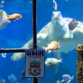 ¿Quién ganará la Champions? La Tortuga "Yellow" lo predice