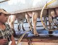 Los productores de leche deben cumplir con un estricto control de calidad. EL INFORMADOR/ Archivo