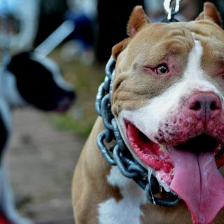 Yucatán: Un pitbull salva a su dueño de ser apuñalado en Progreso