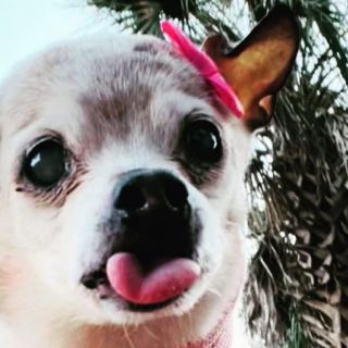 Viral: Ella es Pebbles, la perrita más longeva del mundo con 22 años
