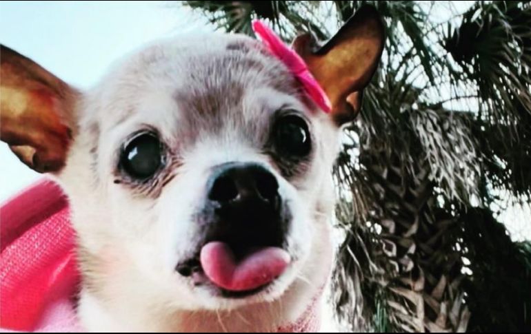 Pebbles es de raza Toy Fox Terrier, nació el 28 de marzo del año 2000, pesa cuatro libras y tiene la fortuna de seguir disfrutando de la vida al lado de sus dueños. INSTAGRAM / pebbles_since_2000