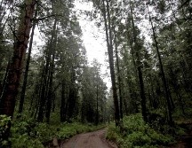 La menor sobrevivió a el ataque de un puma tras adentrarse en un sendero con dos amigos durante una acampada. SUN/ARCHIVO