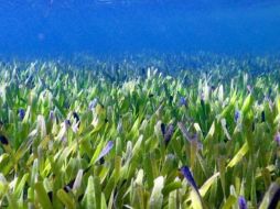 La pradera marina cubre un área equivalente a 20.000 canchas de fútbol, según los investigadores. RACHEL AUSTIN