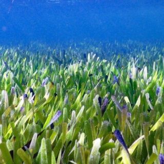 El hallazgo por accidente de la planta más grande del mundo