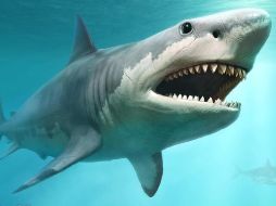 El megalodón fue una especie de tiburón que se extinguió hace tres millones años. GETTY IMAGES