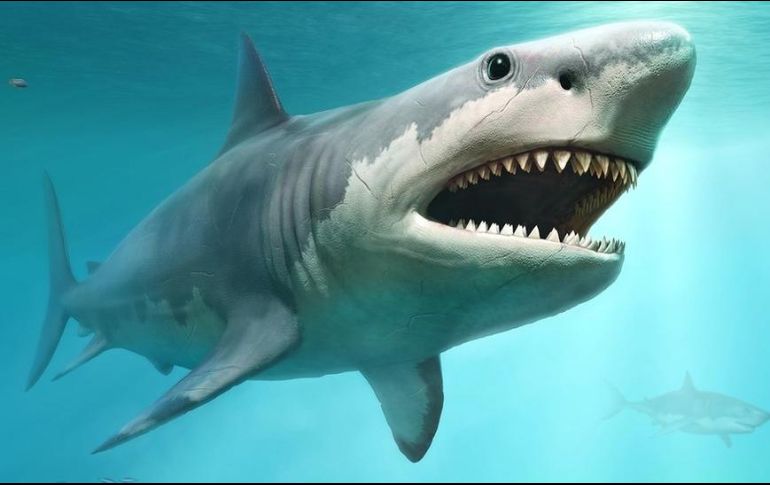El megalodón fue una especie de tiburón que se extinguió hace tres millones años. GETTY IMAGES