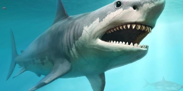 Megalodon: the reason why the largest shark that ever lived became extinct