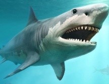 El megalodón fue una especie de tiburón que se extinguió hace tres millones años. GETTY IMAGES