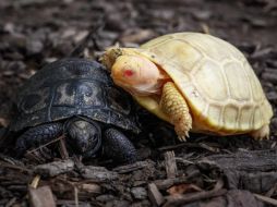 Es la primera vez que se tiene noticia de una tortuga gigante de Galápagos con estas características: albina y con los ojos rojos. AFP/F. Coffrini