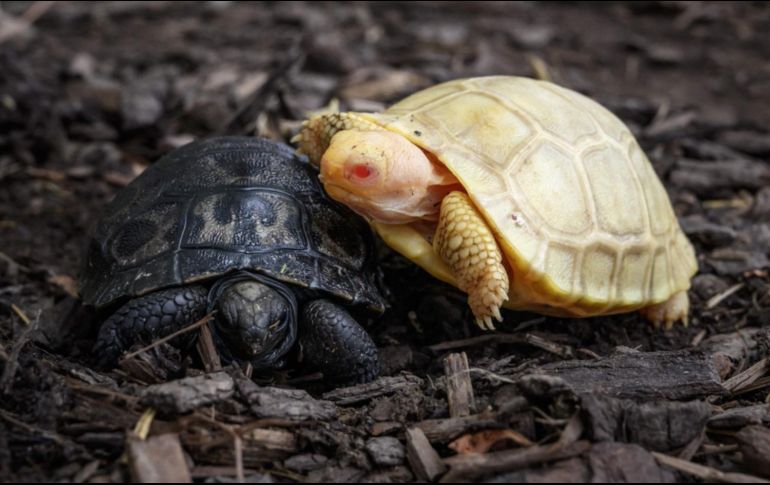 Es la primera vez que se tiene noticia de una tortuga gigante de Galápagos con estas características: albina y con los ojos rojos. AFP/F. Coffrini