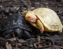Es la primera vez que se tiene noticia de una tortuga gigante de Galápagos con estas características: albina y con los ojos rojos. AFP/F. Coffrini