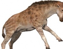 Modelo digital 3D de la reconstrucción del jiráfido Discokeryx xiezhi. AFP/Y. Wang