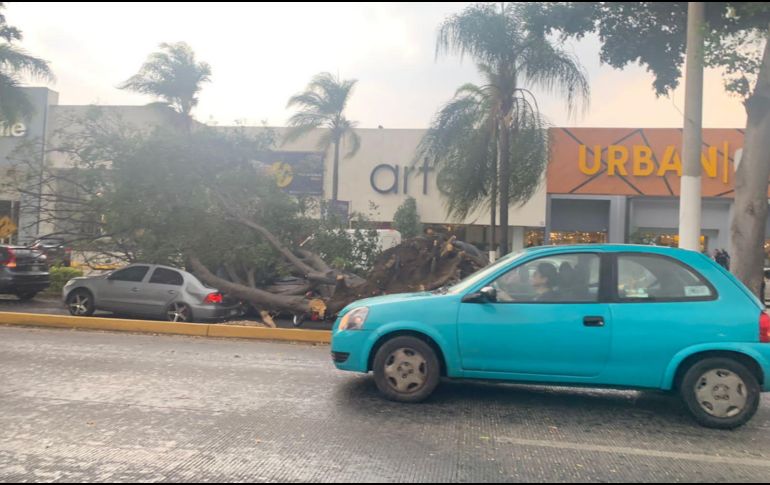 La lluvia intensa al Sur de la ciudad dejó distintos estragos. En la imagen, un árbol caído en la Avenida de López Mateos.  EL INFORMADOR