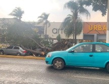 La lluvia intensa al Sur de la ciudad dejó distintos estragos. En la imagen, un árbol caído en la Avenida de López Mateos.  EL INFORMADOR