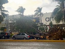 Después de la tormenta que se registró ayer en la Zona Metropolitana de Guadalajara un árbol cayó encima de un automóvil en López Mateos, entre Iztaccíhuatl y Popocatépetl. EL INFORMADOR/O. Reséndiz