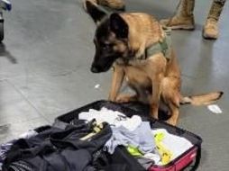 Con el apoyo de la Secretaría de Marina con un binomio canino, se realizó una prueba ocular en la maleta del pasajero del AICM. CORTESÍA