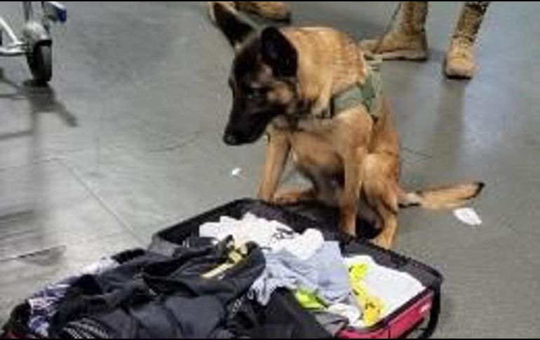 Con el apoyo de la Secretaría de Marina con un binomio canino, se realizó una prueba ocular en la maleta del pasajero del AICM. CORTESÍA