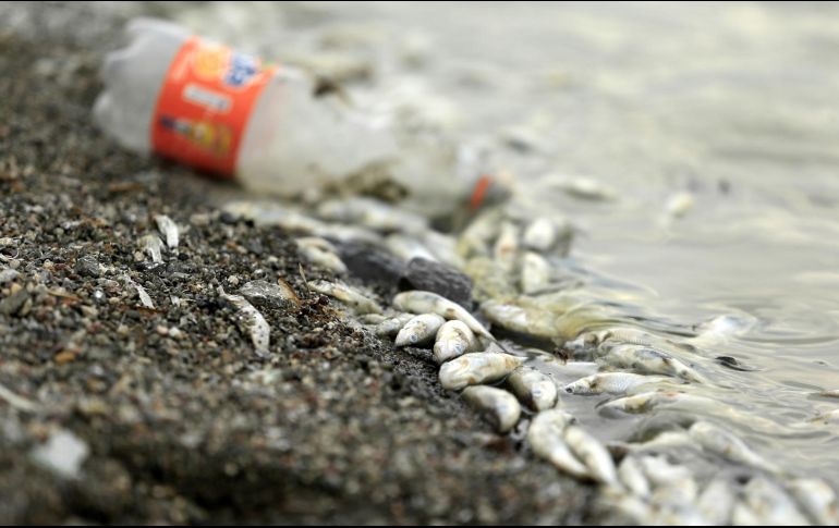 Peces confunden microplásticos, con sus pequeñas presas, provocando problemas de salud, no solo para el pez, sino para todo el ecosistema. EL INFORMADOR/ARCHIVO