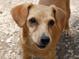 La denuncia ya fue hecha ante la procuraduría de Protección al Ambiente del Gobierno del Estado de México (Propaem), sin embargo, hasta el momento no han hecho nada. EL INFORMADOR / ARCHIVO