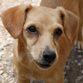 Abandonan a perros en veterinaria; llevan un mes encerrados, señalan (VIDEO)