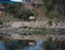 En el estudio, se evidenció que pobladores estaban expuestos a altas cantidades de sustancias tóxicas. EL INFORMADOR/ARCHIVO