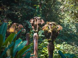 El jardín de Edward James es una atracción para visitar en Xilitla, San Luis Potosí. ESPECIAL/Photo by Danaus Mx on Unsplash.