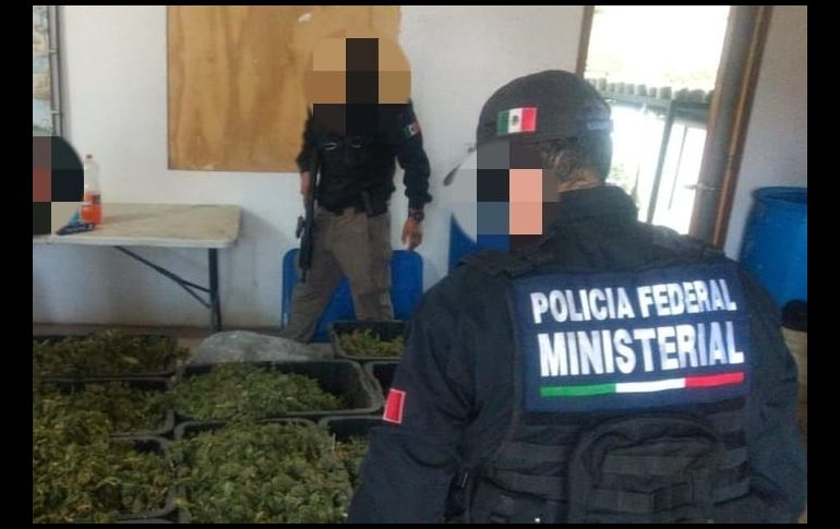 Seguridad en Jalisco: La FGR desmantela invernadero con casi 14 mil plantas de mariguana (FOTOS)